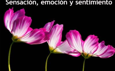 Sensación, emoción y sentimiento
